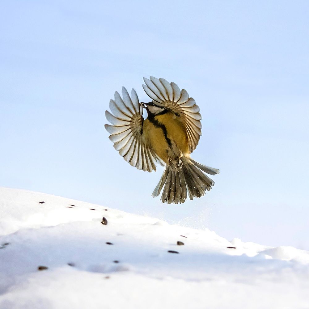 Птица счастья.