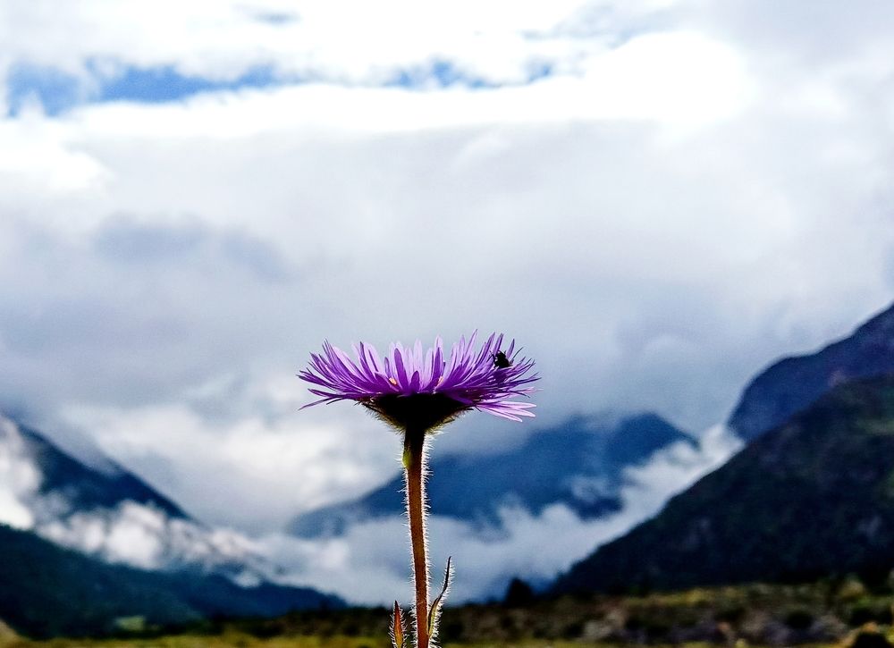 Flower, home for all beings...