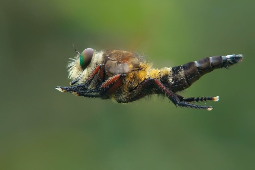 beard robberfly