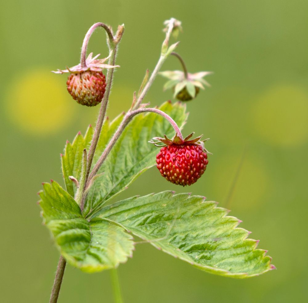 Земляничные поляны навсегда