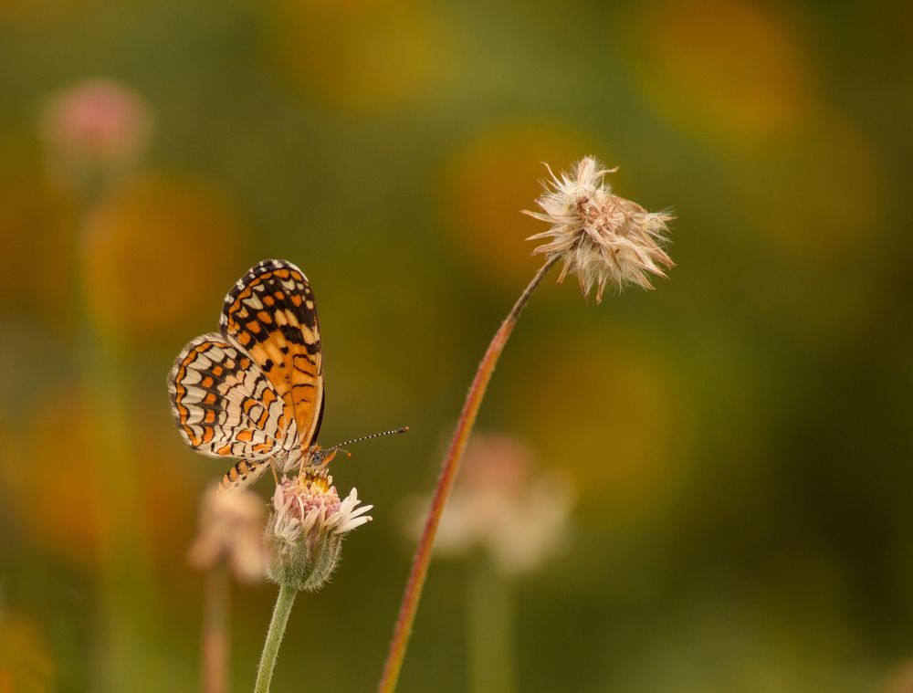 Dream Butterfly