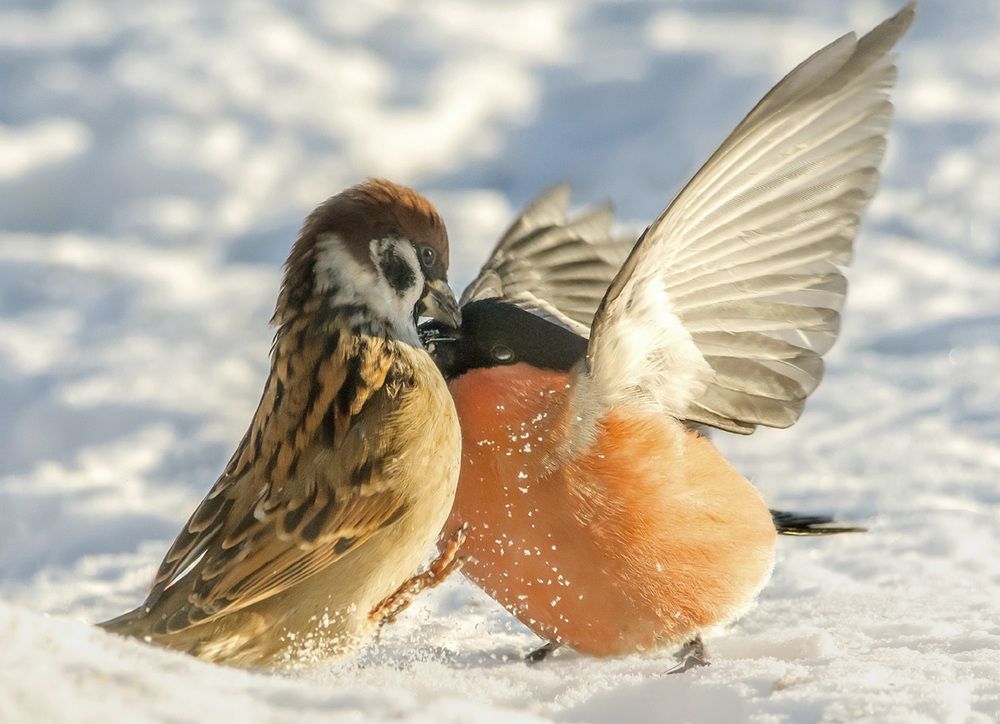 Противостояние.