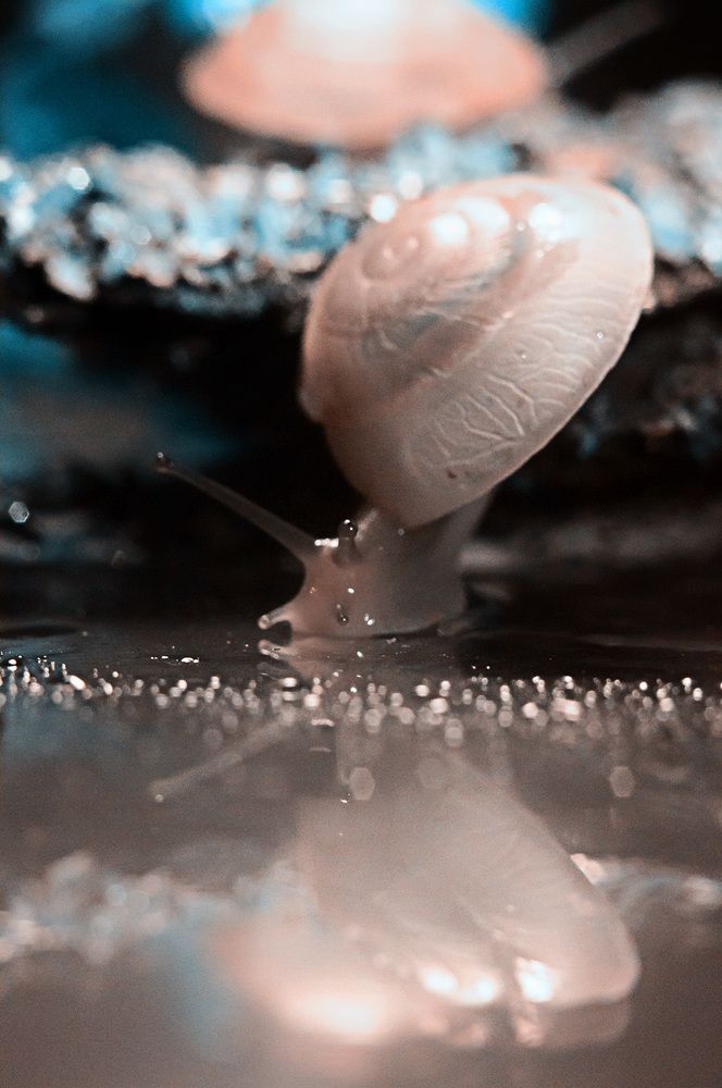 Розовые мечты