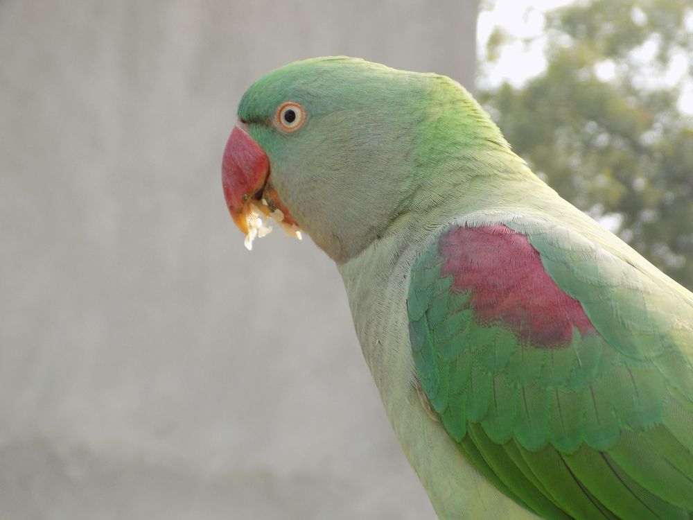 Beautiful Parrot