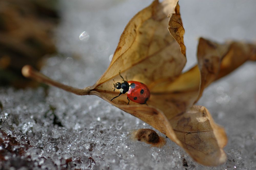 Зимнее путешествие божьей коровки