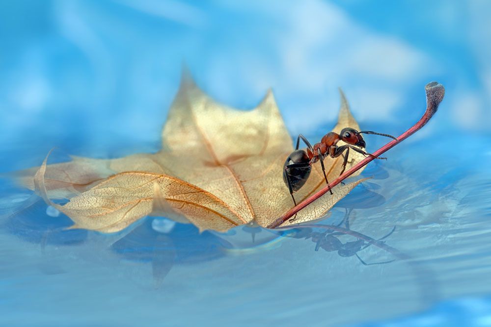 Муравей -  первооткрыватель земель!