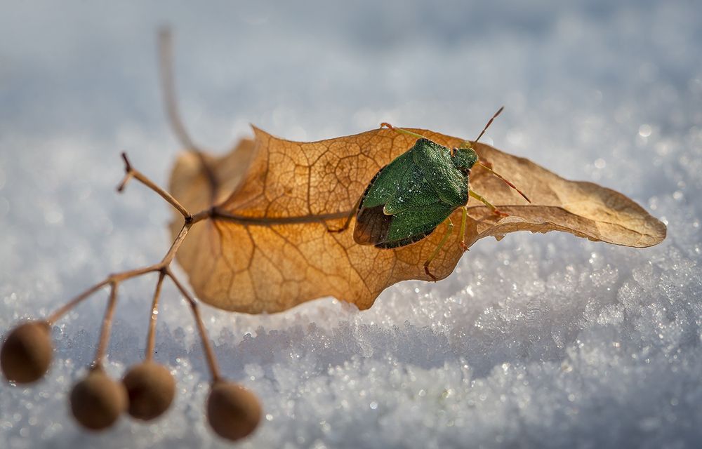 Арктическая экспедиция