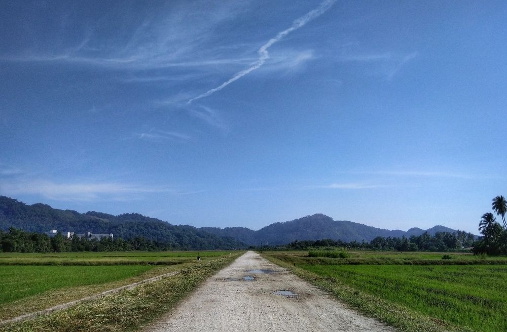 Paddy Field in Balik Pulau, Penang, Malaysia