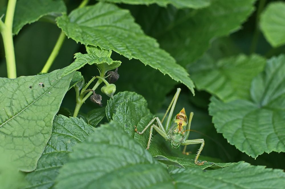 Страшный "зверь"...