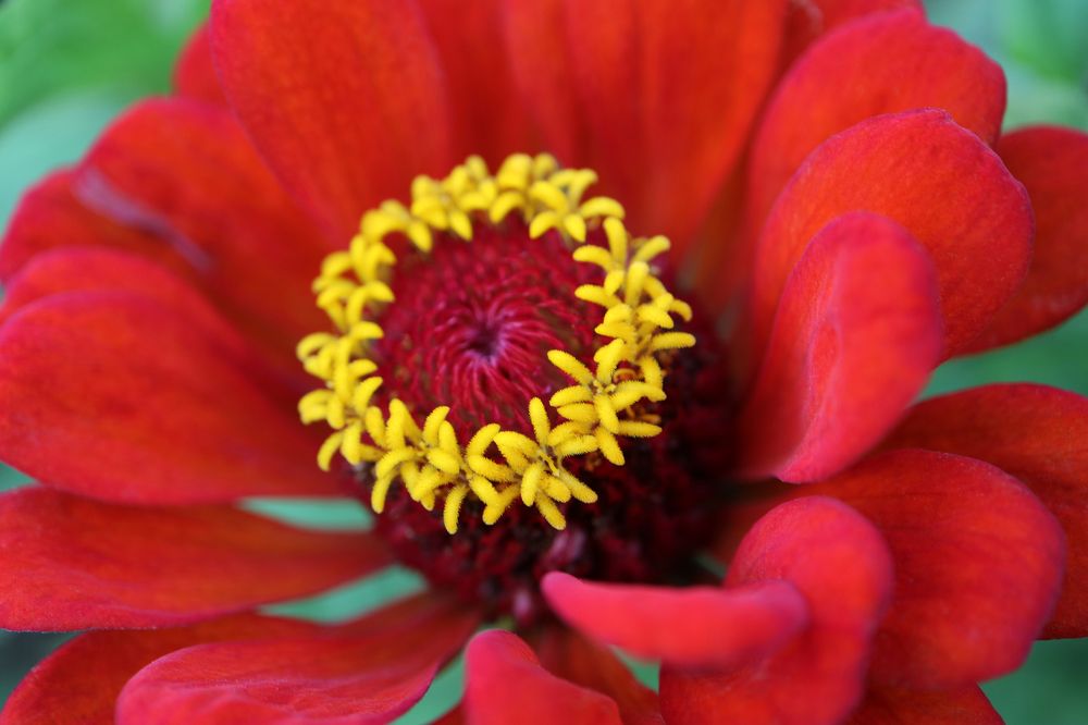 Red Zinnia