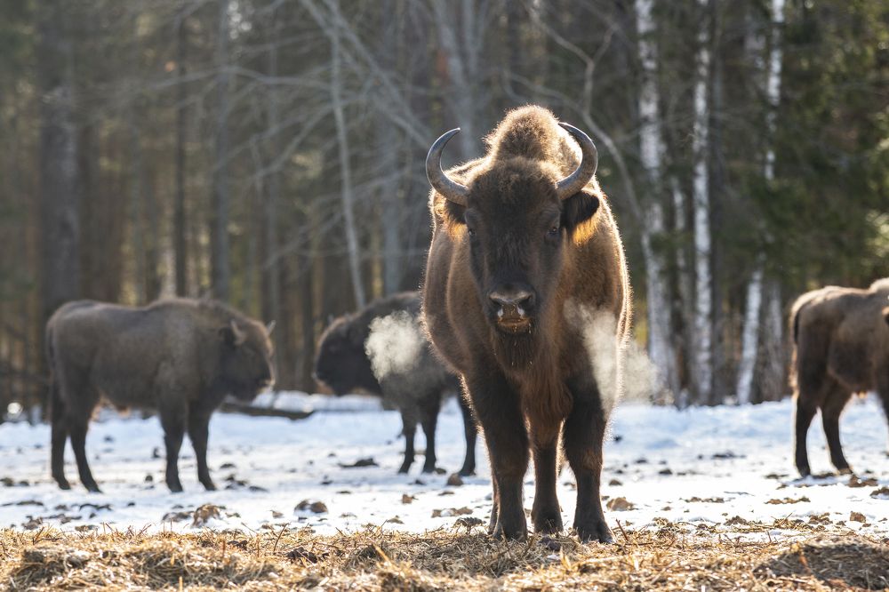 Зубры заповедника "Калужские засеки"