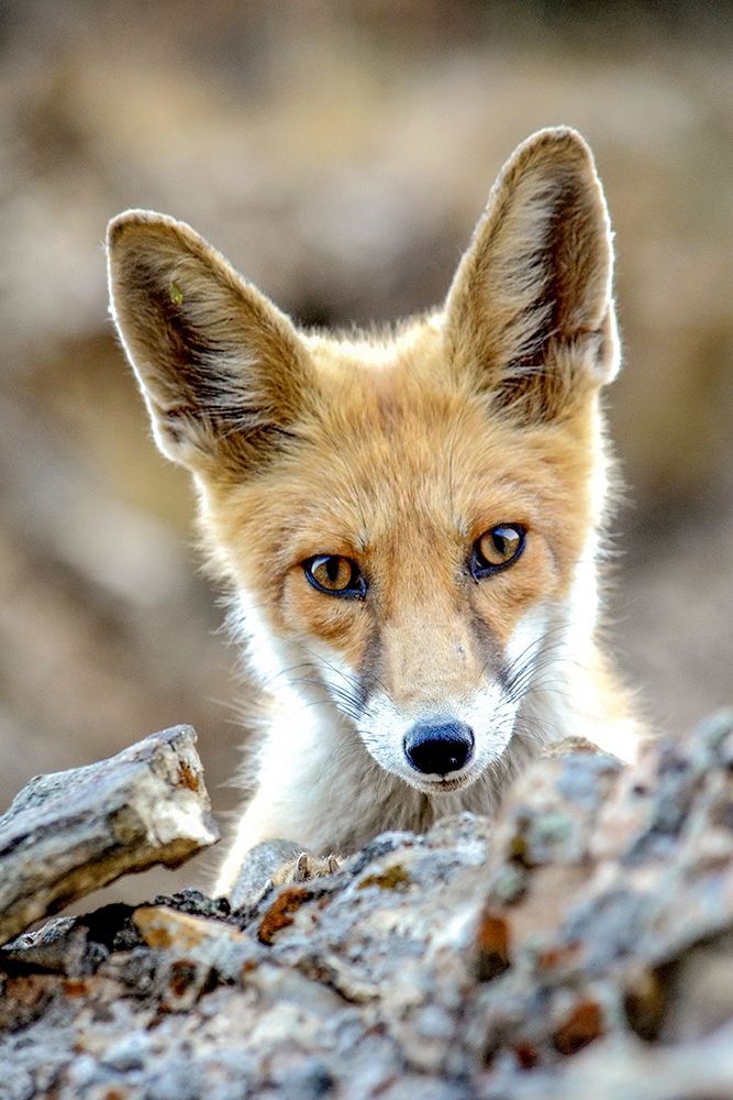 red fox