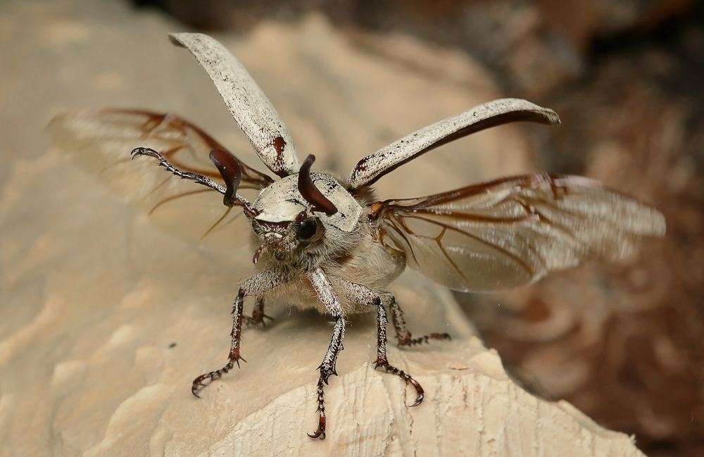 И махнул рукой