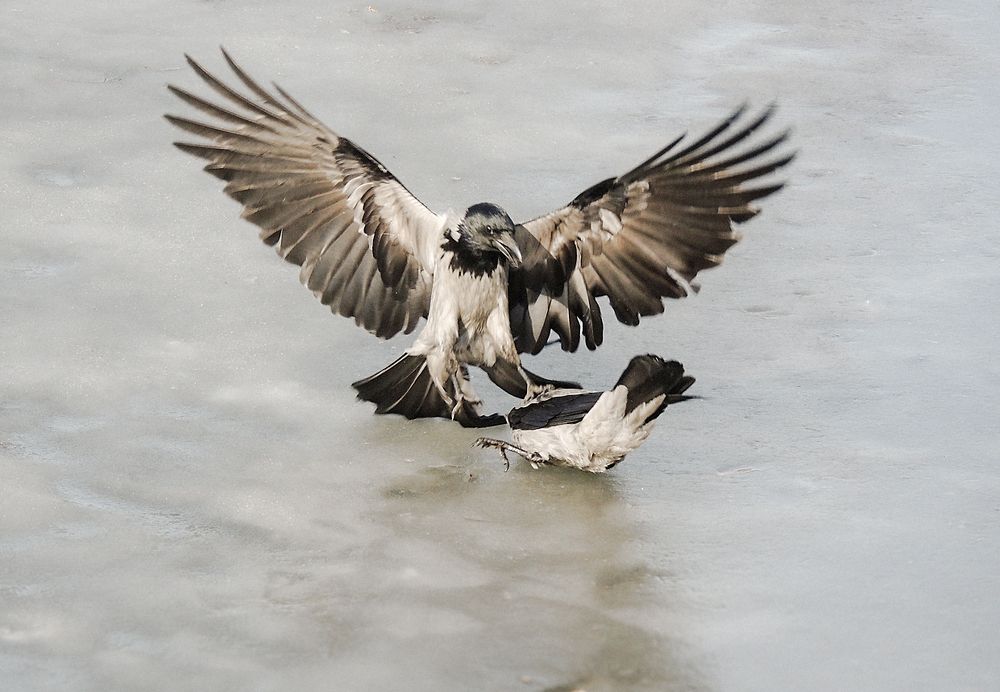 Ледовое побоище