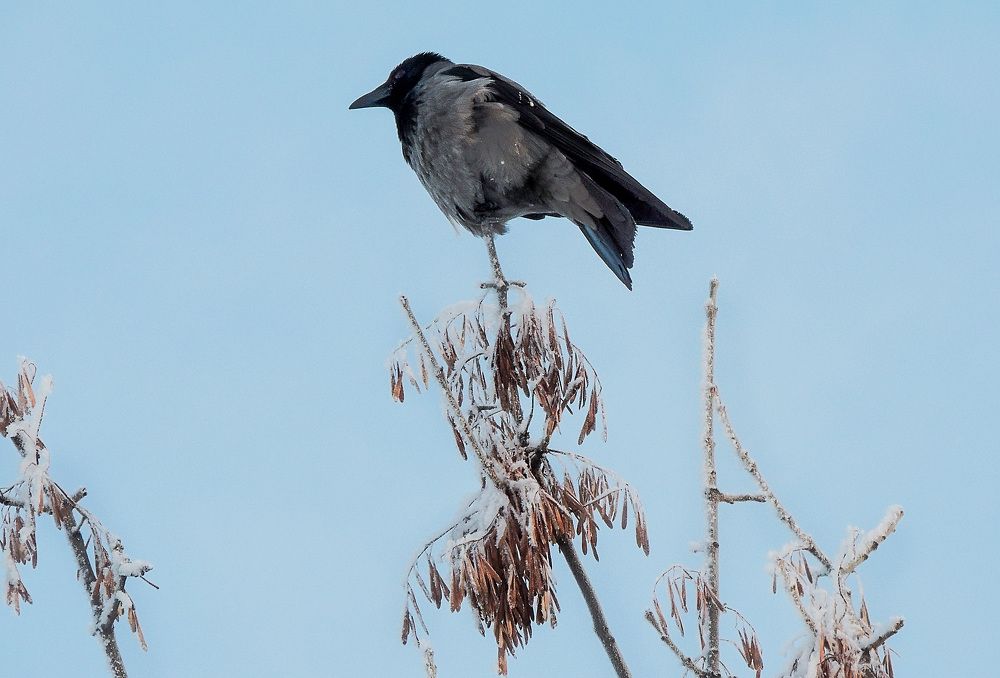 Высоко сижу