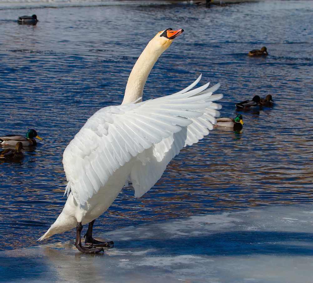 гимнастика