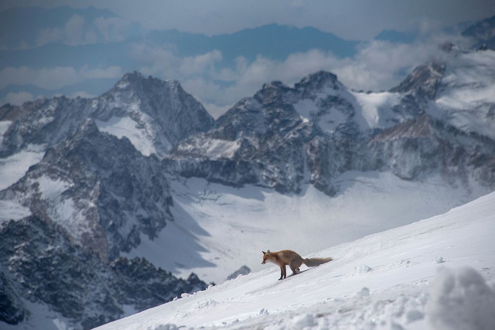 На склоне Эльбруса.