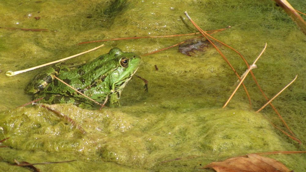 The Frog