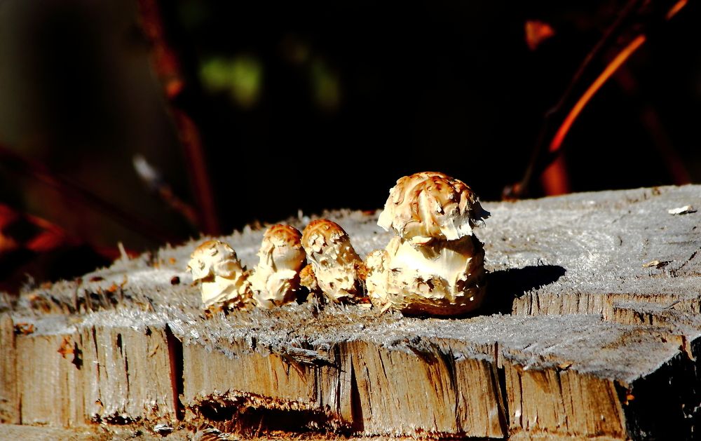 Грибная семейка.