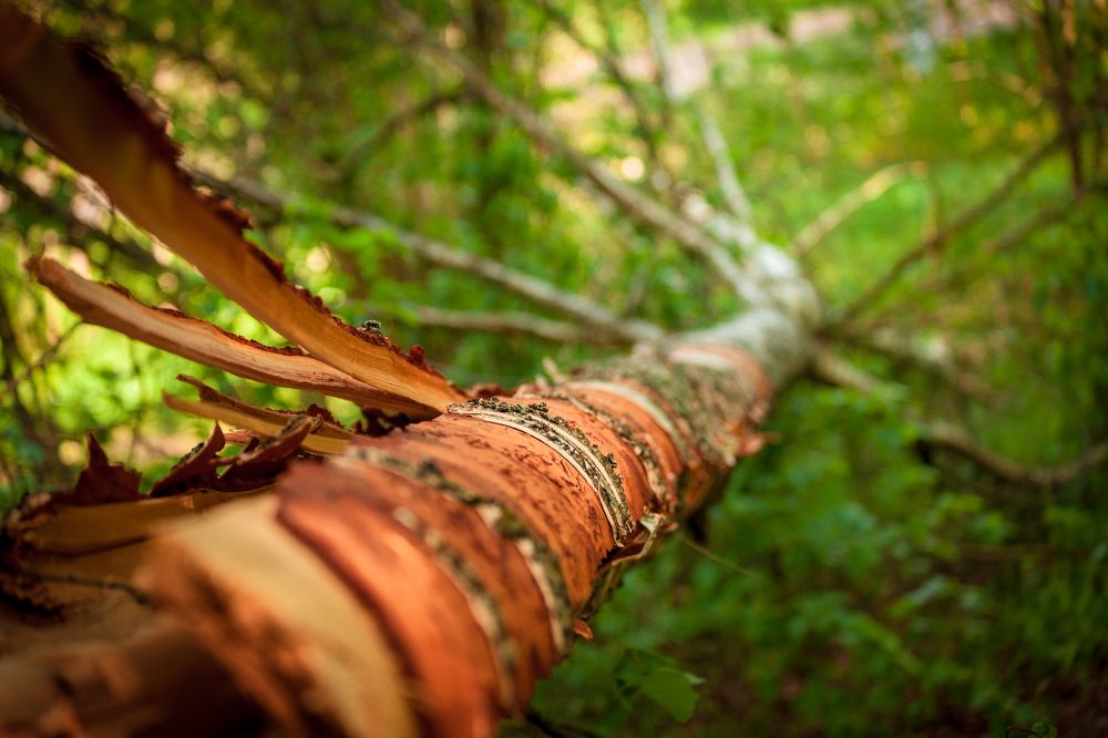 Упавшее дерево