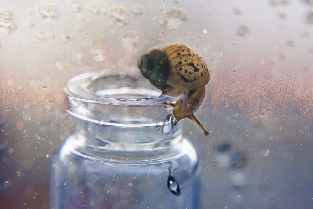 Улитковый мир