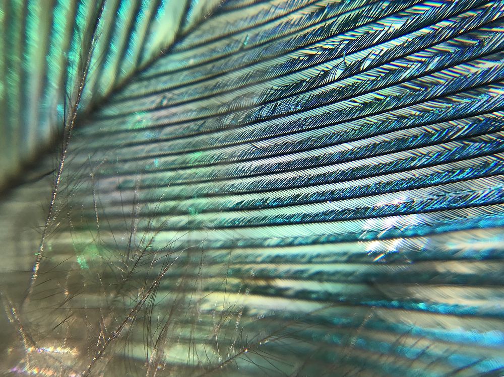 Пёрышко павлина