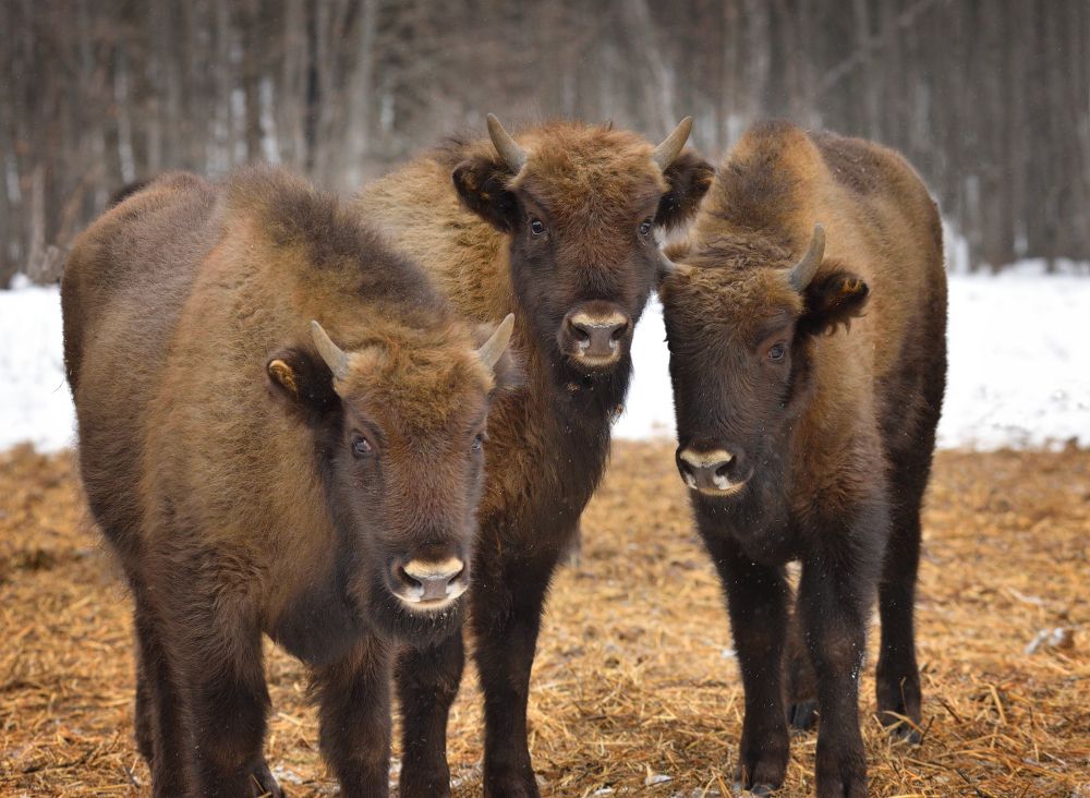 "Друзья-приятели"