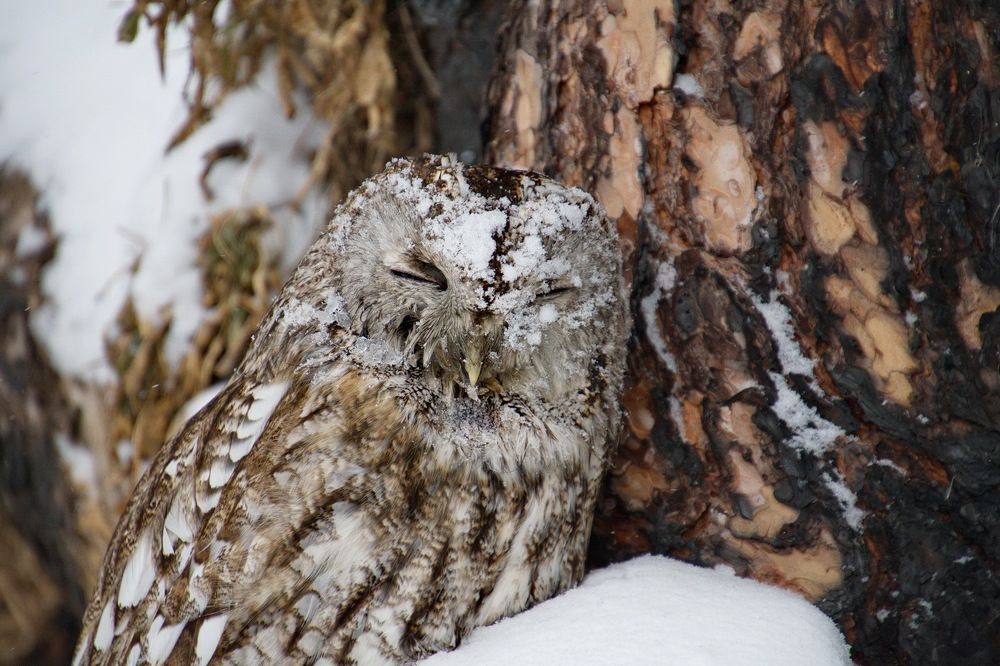 Сова или снеговик?