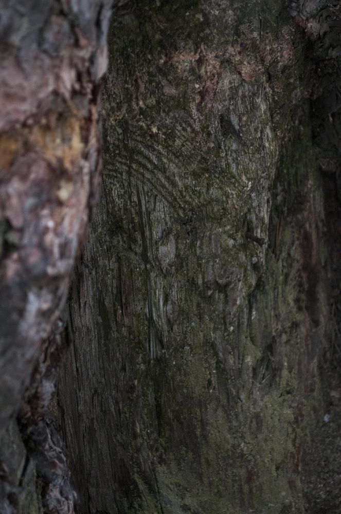 Photograph by Никита Степанов