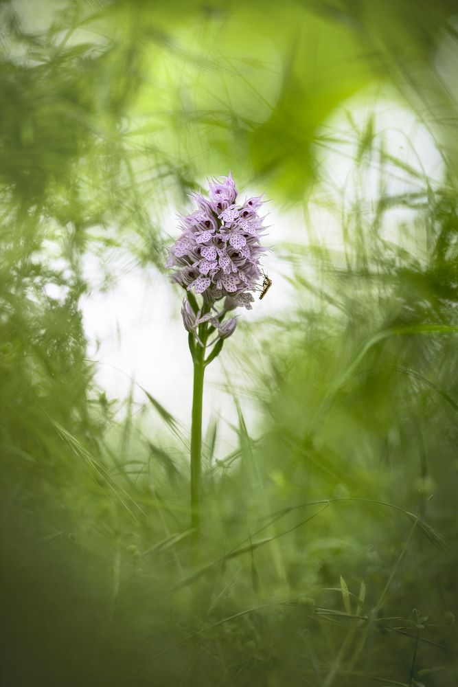 Неожиданный гость