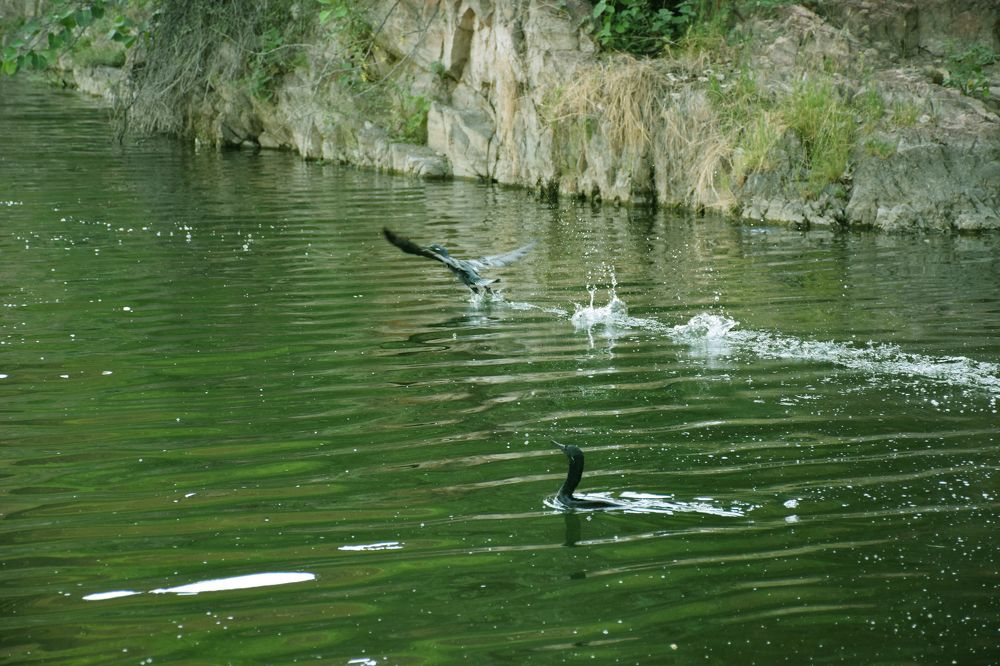nature wild lake view with ducks
