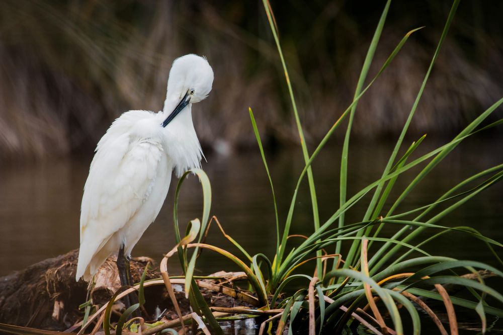 The innocence of the bird