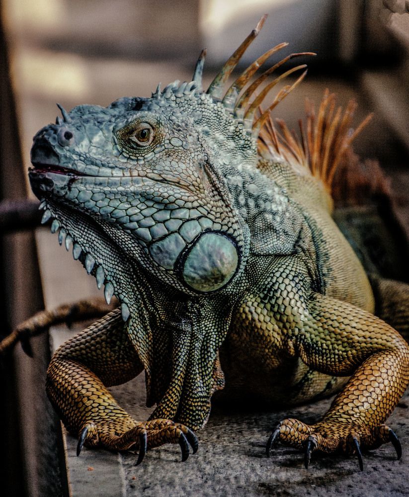 iguana
