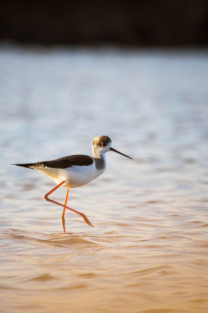 Walking on the water