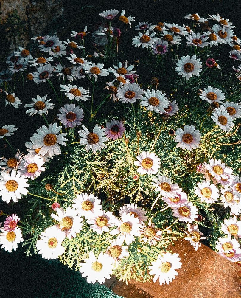 Photograph by Sali Abdushelishvili