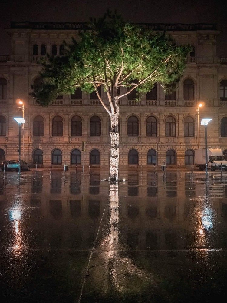 Одинокое дерево