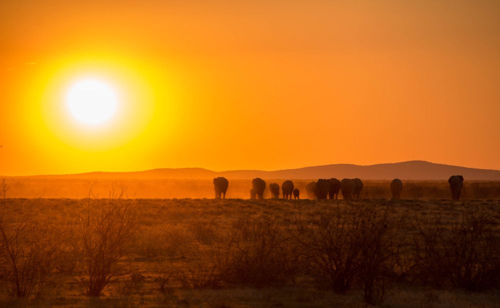 Sunset elephants