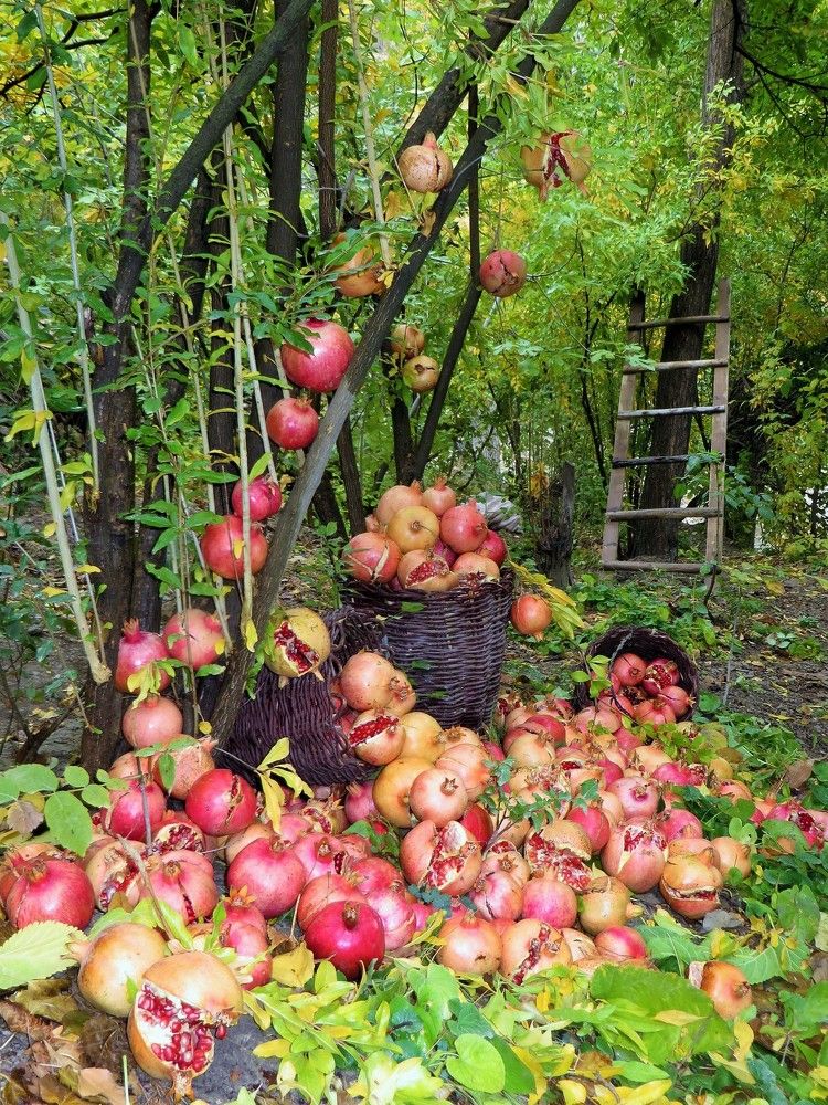 Pomegranate garden