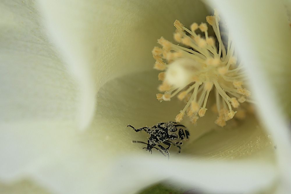 Beetle and the cotton flower