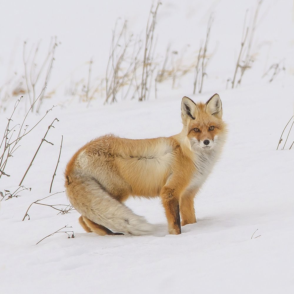 Патрикеевна.