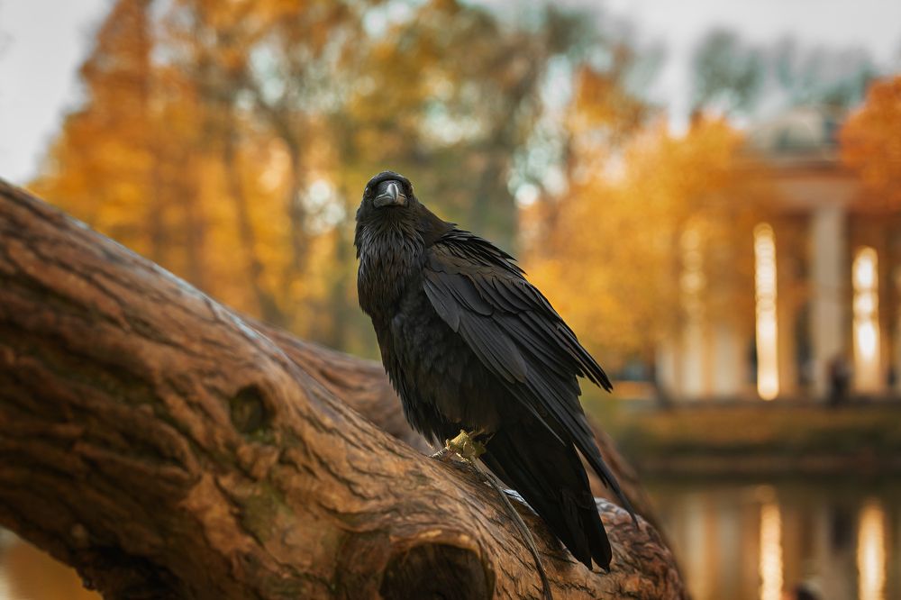 На прогулке