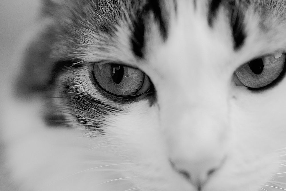 Feline look