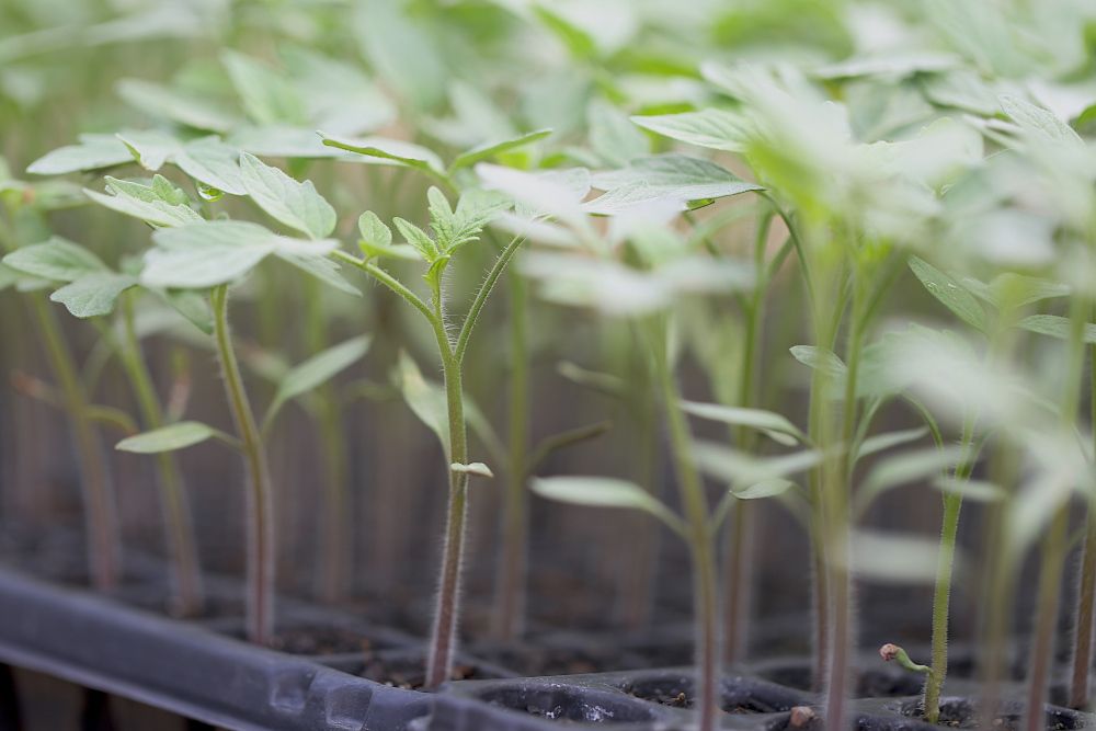 Tomato seedlings