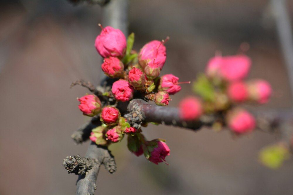 запах весны