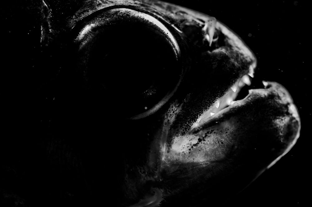 Mandíbulas em sombras