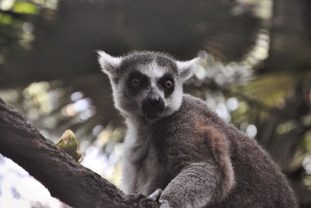 A baby Lemur