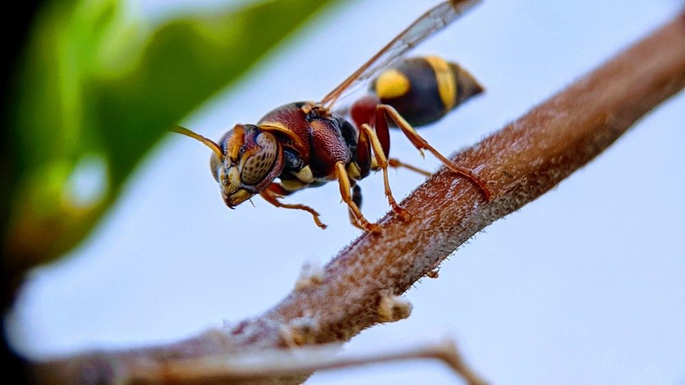 The Potter Wasps