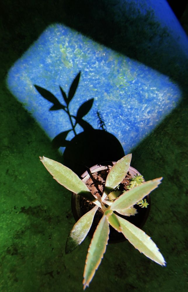 Peter Pan’s Shadow