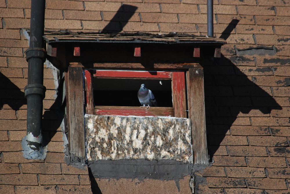 City Homeless Pigeon