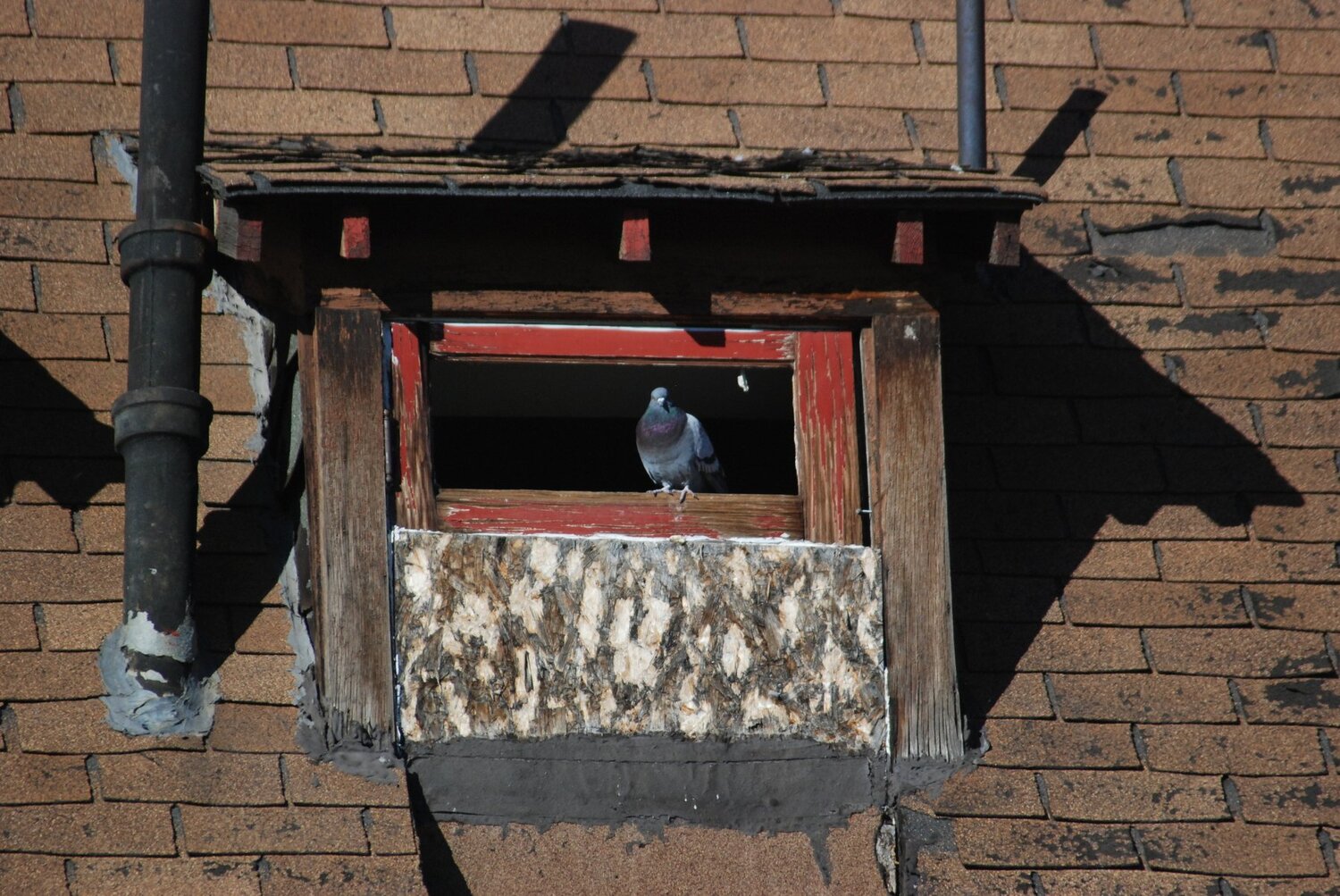 City Homeless Pigeon